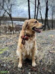 Beautiful, loving Golden Listing Image