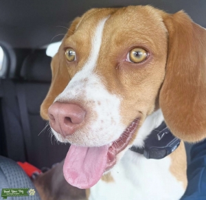 Ruger Beagle  Listing Image