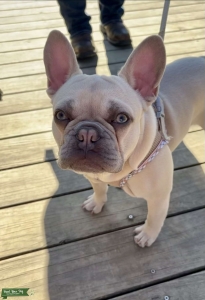 AKC Registered Lilac Fawn/Platinum Male Listing Image