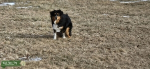 Stud male Listing Image