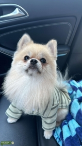 Have a baby by Me - Stud needing a GF Listing Image