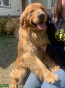 Golden Retriever Stud Listing Image