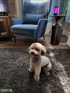 Charles Silver Toy Poodle Listing Image