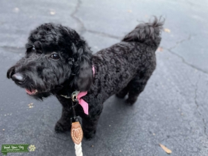 Looking for Stud - Teacup Mini Goldendoodle F3 Listing Image