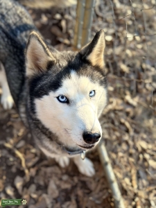 Beautiful Gray and White Female with Blue Eyes Listing Image