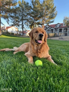 Pure Golden Retriever Listing Image