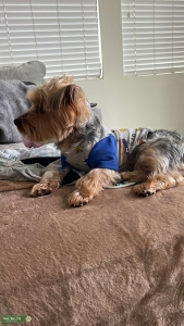 GREY/GOLD YORKSHIRE TERRIER AKC  Listing Image