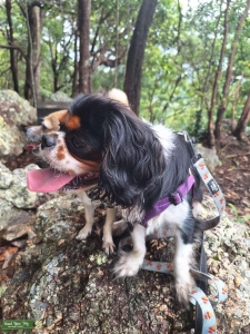Cavalier King Charles Spaniel Stud Listing Image
