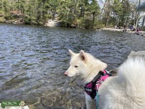 Looking for Pomsky or Pomeranian stud Listing Image