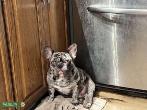 Chocolate Merle French bulldog proven stud  Listing Image