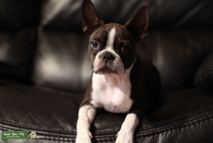 Bitch fot breeding   Listing Image