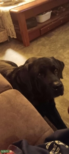 Black Labrador Stud Listing Image