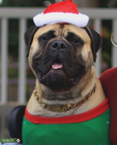 Fawn Bullmastiff Stud Available for Breeding Listing Image