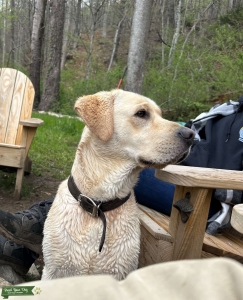 AKC Yellow Stud, Champion Lines Listing Image