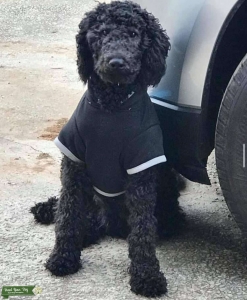 Black Goldendoodle Listing Image