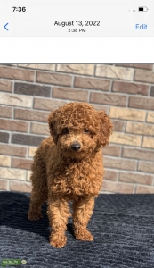 9lb mini poodle Listing Image