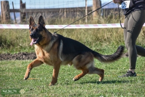 SON OF DOUBLE WORLD CHAMPION 2X VA1 2022-2023 USHER AUS DER BRUNNENSTRAßE AND A GRANDSON WORLD CHAMPION VA1 WILLY VOM KUCKUCKSLAND. Listing Image