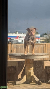 Chocolate Tri Standard Bully Listing Image