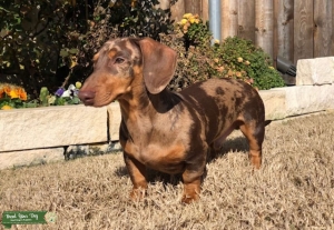 Dapple Dachshund Listing Image