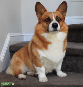 Tan & White Pembroke Corgi Boy Listing Image