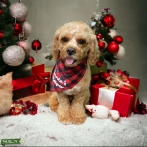 Cutest Apricot/White F1 Cavapoo  Listing Image