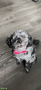 Mini Aussiedoodle Stud! Listing Image