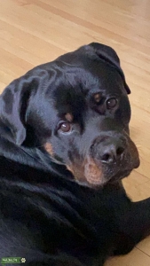 Looking For Love: Stud Dog Listing Image