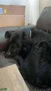 Black Golden Retriever/German Shepherd Listing Image