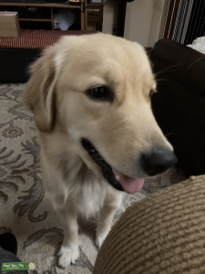 White Golden retriever  Listing Image
