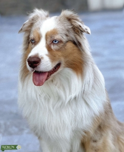 Red Merle Australian Shepherd Listing Image