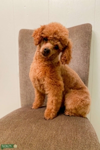 Red Mini Poodle Listing Image