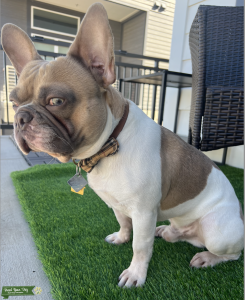 ACE with the blue eyes -  AKC registered French Bulldog Pied/ Lilac with CoCo special markings Listing Image