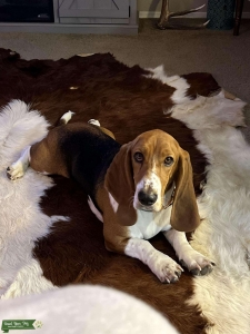 Loving Tri-colored Basset Girl Listing Image