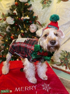 Wheaton, red carrier Miniature Schnauzer available stud Listing Image