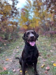 Chocolate Labrador retriever  Listing Image