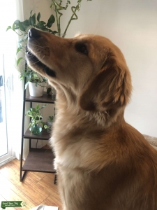 Cute One year old golden retriever ready to mate Listing Image