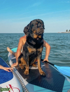 Rottweiler 110 lbs beautiful super friendly wonderful dog.  Listing Image