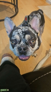 purebred Frenchie Listing Image