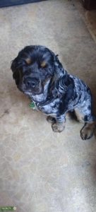 Merle cocker spaniel stud Listing Image