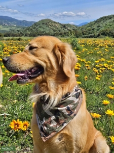 Golden Retriever Boy Listing Image