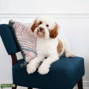 Mini Parti Goldendoodle Listing Image