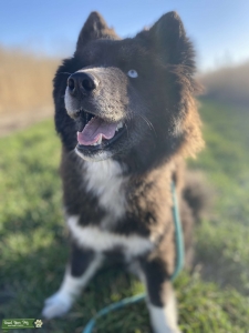 Siberian husky  Listing Image