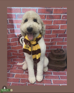 SAINT BERDOODLE  Listing Image