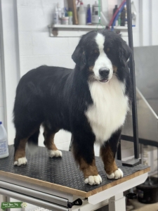 CH Bernese Mt Dog-completely Health tested Listing Image