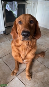 Dark Golden Golden Retriever  Listing Image