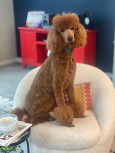 Red Standard Poodle Stud Listing Image