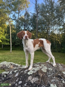 Female Brittany looking for a stud  Listing Image