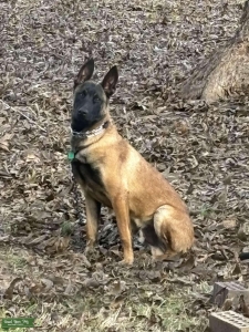 Stud Dog Listing Image