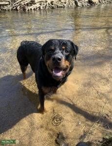 Mahogany Long Haired Rottweiler For Stud Service  Listing Image