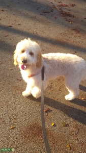 Goldendoodle Stud - Beige, great dog, loves people, and having fun Listing Image